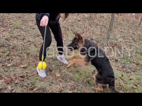 GSD Colony® Training Dog Ball on the Rope for German Shepherds
