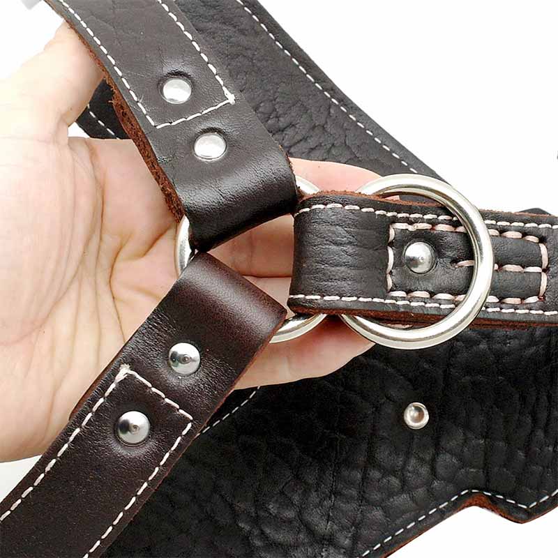 Premium materials of leather GSD Colony dog harness