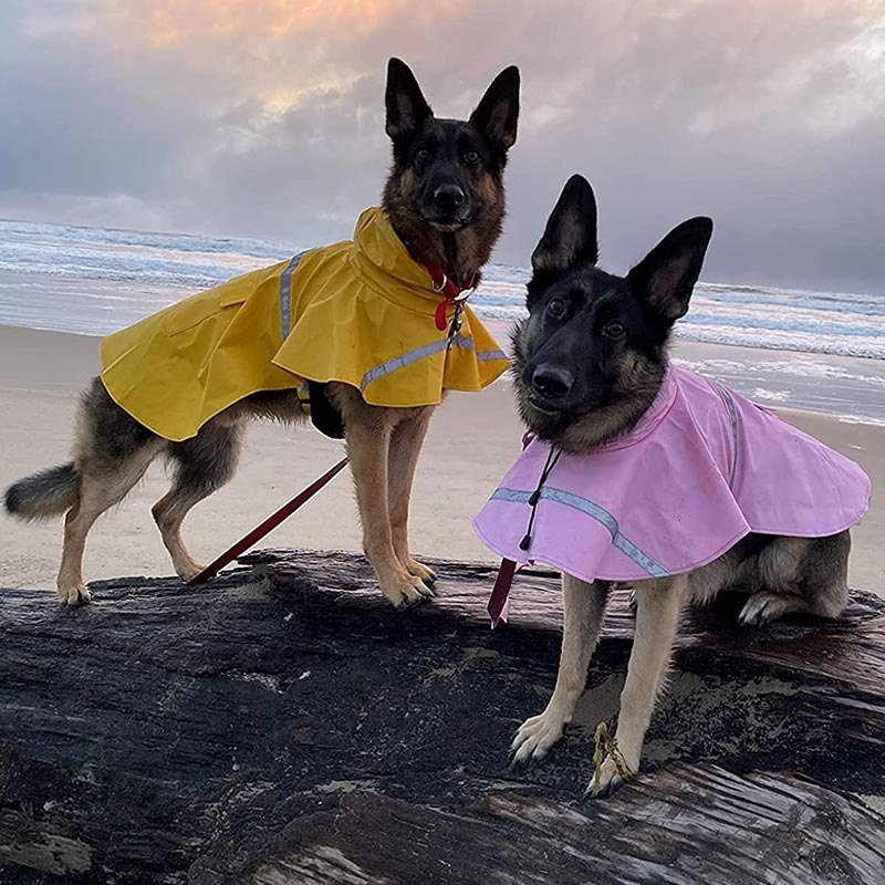 Two German Shepherds near beach in GSD Colony raincoat