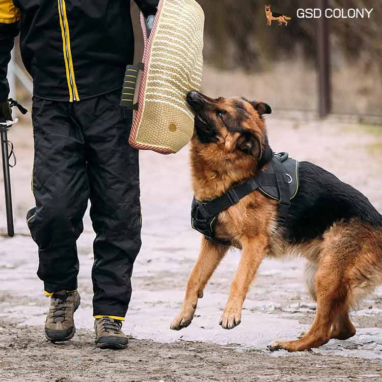 Working German Shepherd Dog Bite Sleeves - GSD Colony Shop
